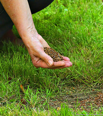 Gazon naturel Quel type de gazon choisir pour le terrain d’une maison neuve ? Le gazon nature / Quel type de gazon choisir pour le terrain d’une maison neuve ? Le gazon synthétique