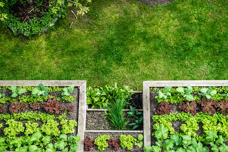 amenager-potager-jardin-maison-neuve