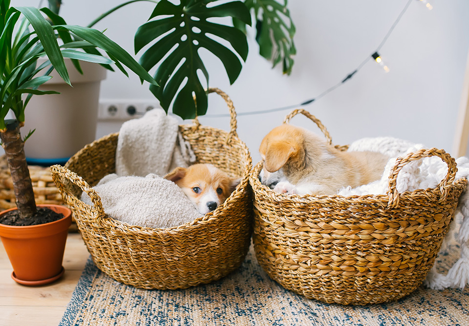 Chien dans le salon 5 façons de rendre votre maison plus accueillante pour vos animaux
