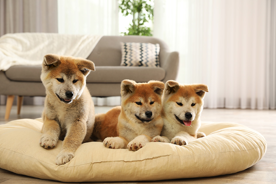 Chiots dans la maison 5 façons de rendre votre maison plus accueillante pour vos animaux