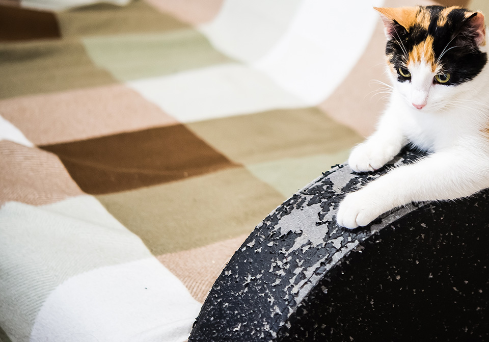 Chat sur le canape 5 façons de rendre votre maison plus accueillante pour vos animaux