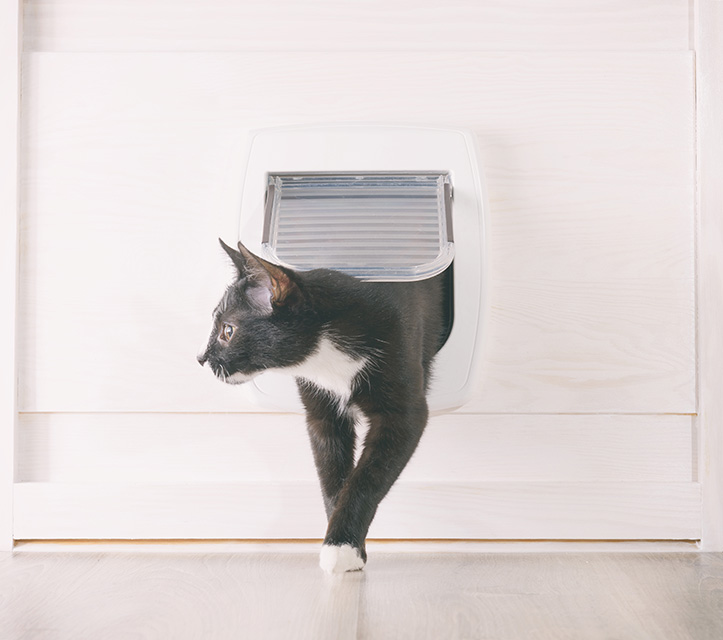 Chatière pour chat 5 façons de rendre votre maison plus accueillante pour vos animaux