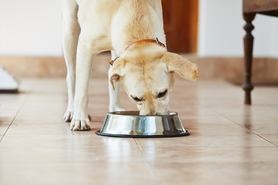 Chien qui mange 5 façons de rendre votre maison plus accueillante pour vos animaux